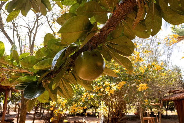 Calabash Árvore Espécie Crescentia Cujete Com Foco Seletivo — Fotografia de Stock