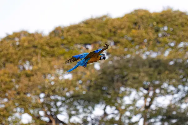 Vuxen Blågul Macaw Arten Ara Arauna — Stockfoto