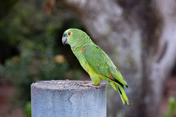 Adult Turquoise Fronted Parrot Species Amazona Aestiva — Stock Photo, Image