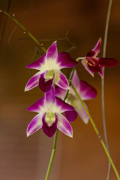 Pequena Planta Orquídea Florida Gênero Dendrobium — Fotografia de Stock