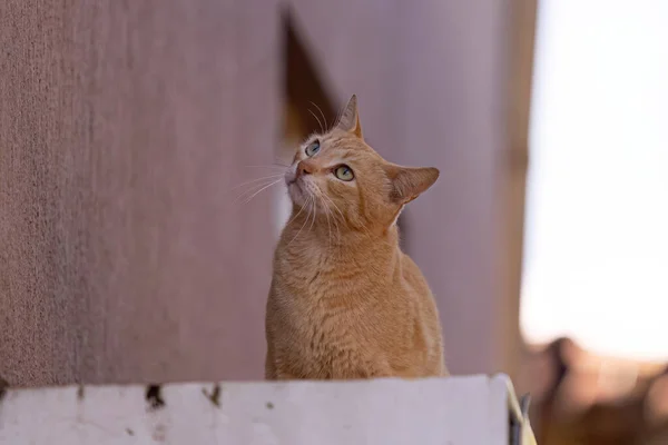 Malá Domácí Kočka Detailu Selektivním Ostřením — Stock fotografie