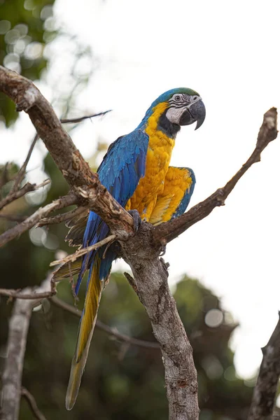 Adult Blue Yellow Macaw Species Ara Ararauna — Stock Photo, Image