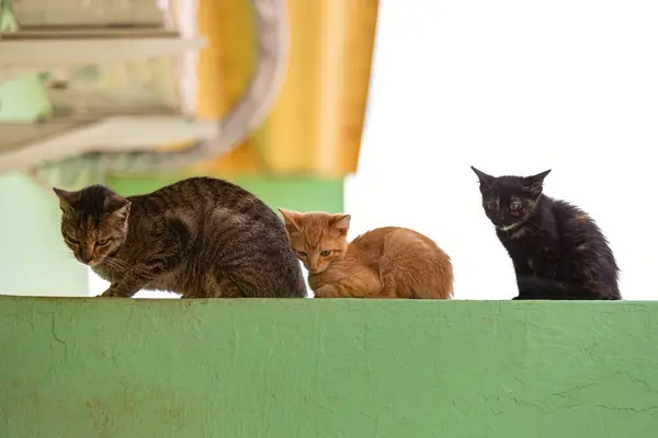 Zblízka Opuštěné Kočky Savec Kočičí Zvíře — Stock fotografie