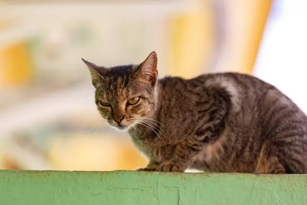 버려진 고양이 포유류 고양이 동물의 클로즈업 — 스톡 사진