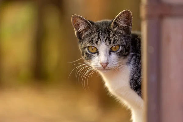 Malá Domácí Kočka Detailu Selektivním Ostřením — Stock fotografie