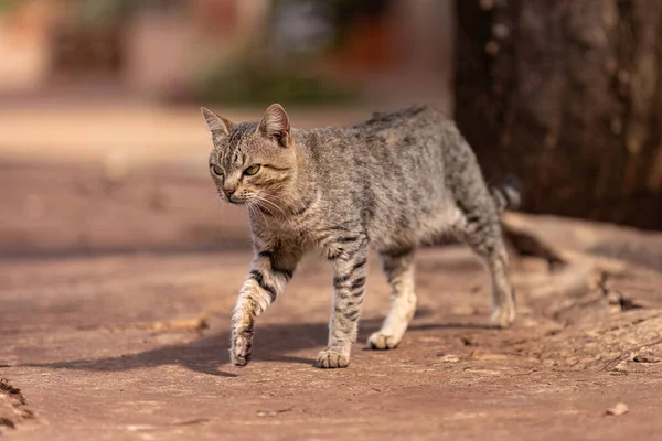 보도에서 고양이 포유류 동물의 — 스톡 사진
