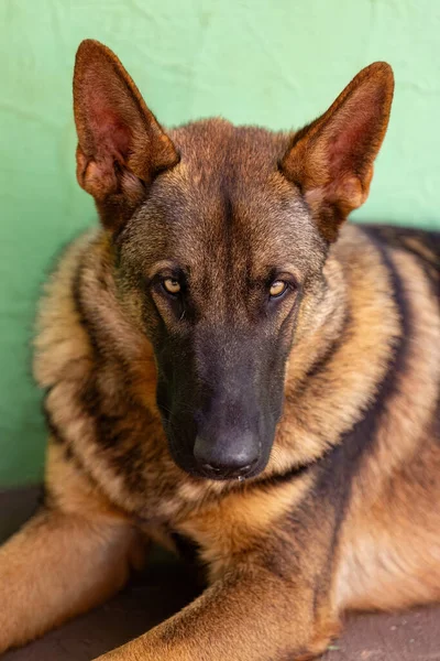 Κοντινό Πλάνο Του Ζωικού Σκύλου Θηλαστικό Της Γερμανικής Φυλής Βοσκός — Φωτογραφία Αρχείου