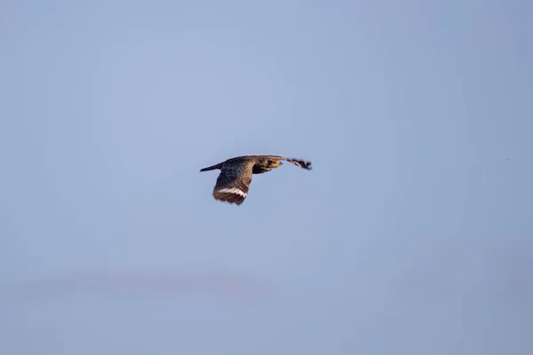 Animal Nacunda Nighthawk Druhu Chordeiles Nacunda Fly — Stock fotografie