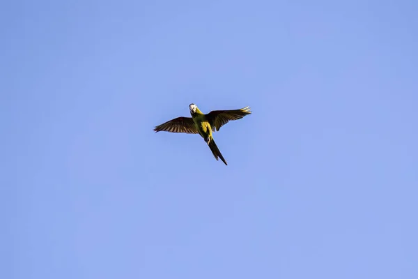 Vuxen Röd Skuldra Macaw Arten Diopsittaca Nobilis Flyger — Stockfoto