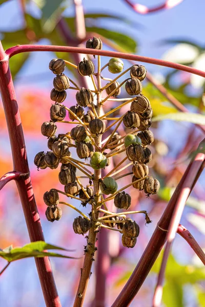 Green Castor Bean Plant of the species Ricinus communis