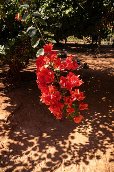 Plantas Ornamentales Flores Especie Bougainvillea Glabra —  Fotos de Stock