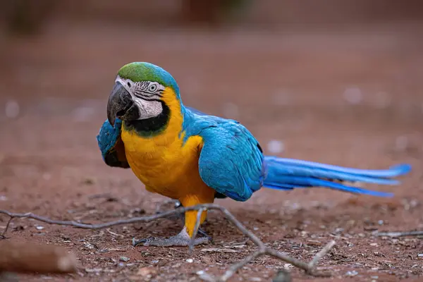 Ara Arauna种的成虫蓝黄Macaw — 图库照片