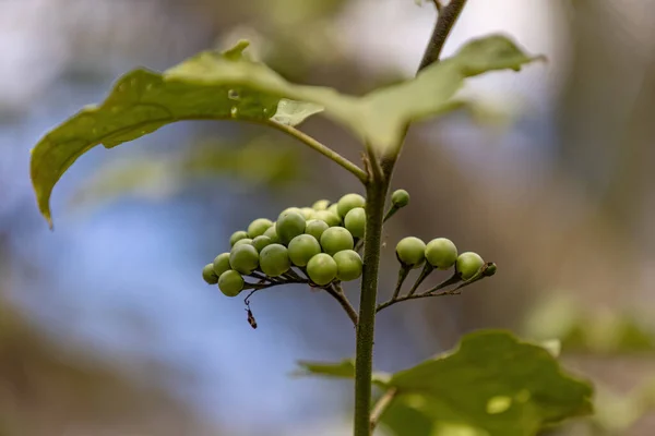 Kwitnąca Roślina Gatunku Solanum Torvum Powszechnie Znana Jako Jurubeba — Zdjęcie stockowe
