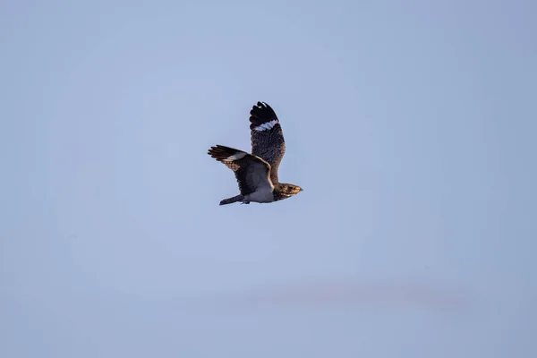 Animal Nacunda Nighthawk Türü Chordeiles Nacunda Fly — Stok fotoğraf