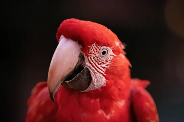 Vuxen Röd Och Grön Macaw Arten Ara Chloropterus — Stockfoto