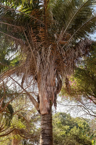 Babassu Palm Tree Вида Attena Specialis — стоковое фото