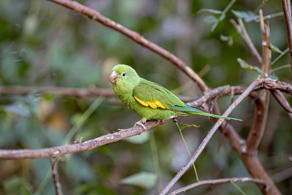 Yellow Chevroned Parakeet Species Brotogeris Chiriri — Stock Photo, Image