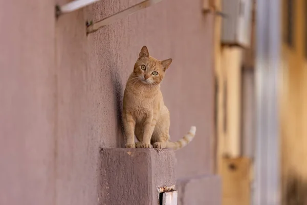 Mały Kot Domowy Zbliżeniu Selektywnym Ukierunkowaniem — Zdjęcie stockowe