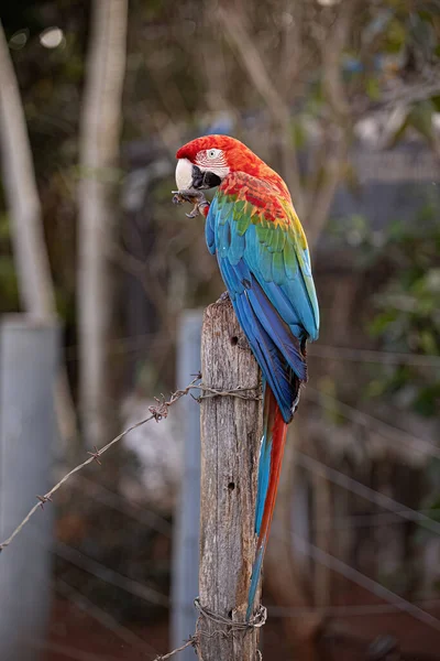 Dorosły Czerwony Zielony Macaw Gatunku Ara Chloropterus — Zdjęcie stockowe