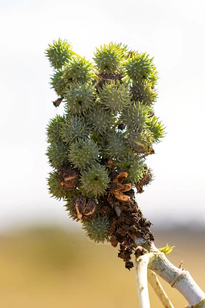 種の緑のキャスター豆の植物 Ricinus Communis — ストック写真