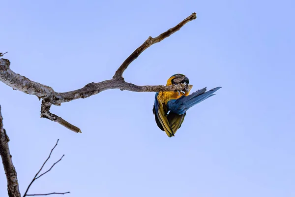 Adult Blue Yellow Macaw Species Ara Ararauna — Stock Photo, Image