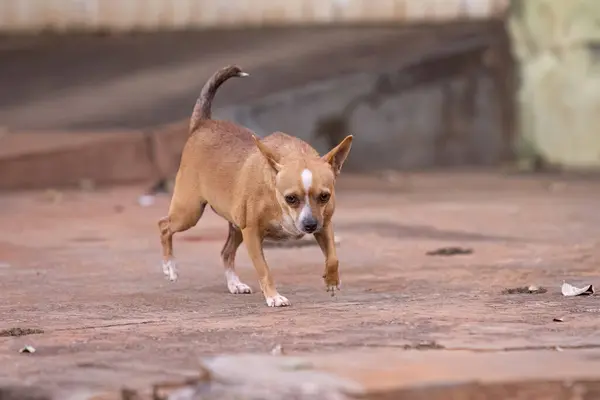 closeup of small animal mammal canine dog running on a sidewalk