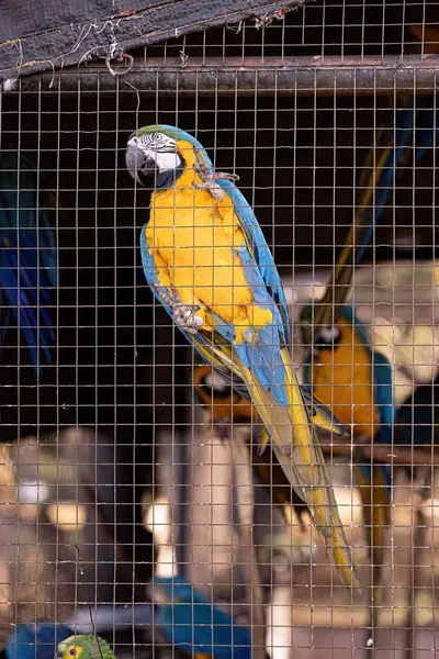 アララウナ種の大人の青と黄色のマコーは無料再導入のために回復を救助しました — ストック写真