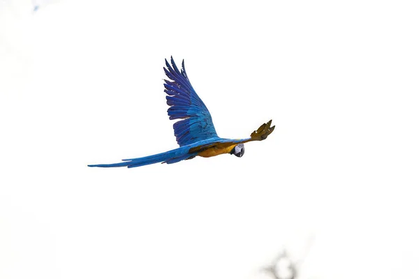 Adult Blue Yellow Macaw Species Ara Ararauna Royalty Free Stock Images