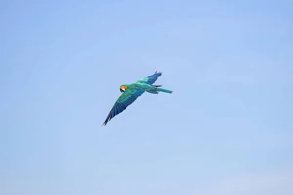 Adult Blue Yellow Macaw Species Ara Ararauna Stock Photo