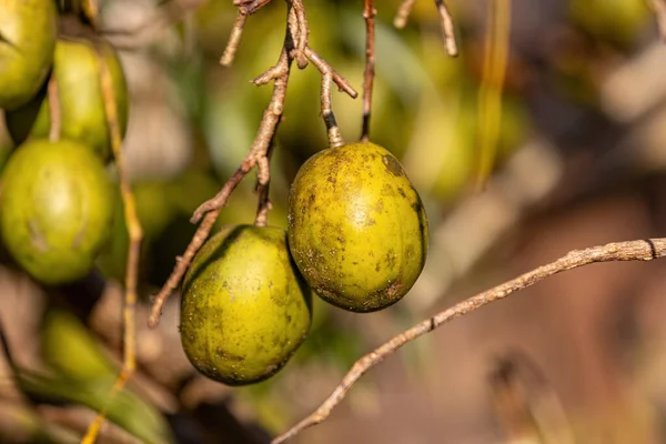 Mombins Tree Fructe Din Genul Spondias — Fotografie, imagine de stoc