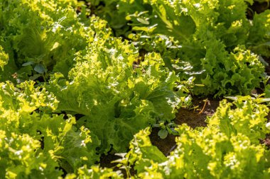 Lactuca sativa, bitkisel salataya yakın bir bitki türü.