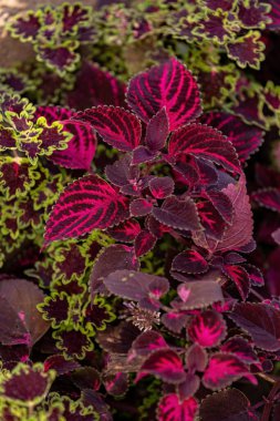 Mor yapraklı bitki türü Coleus scutellarioides