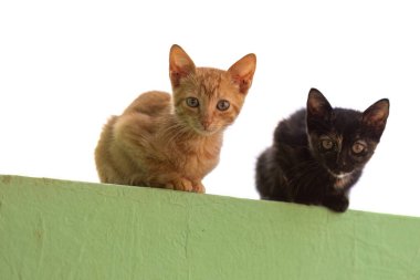 Terk edilmiş kedi memeli kedi yavrusuna yakın durun.