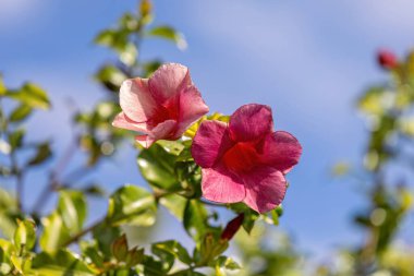 Allamanda Çiçek Bitkisi Allamanda cinsi