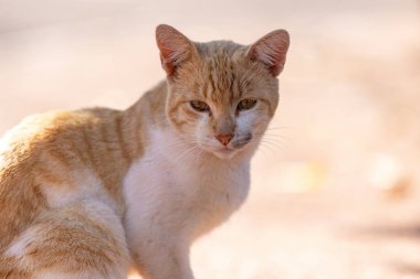 Seçici odaklı küçük evcil kedi