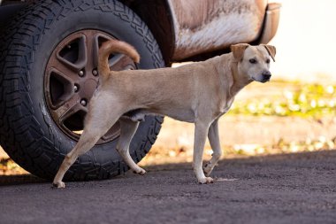 Sokaktaki hayvan memeli köpeğe yakın çekim