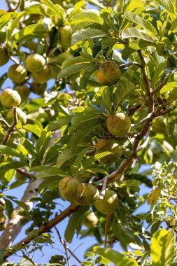Dillenia indica türünün fil elma ağacı.