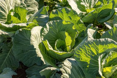 Brassica oleracea türünün sebze bahçesindeki lahana bitkisini kapatın.