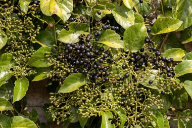 Cissus verticillata türünün sıçan üzümlü meyve bitkisi.