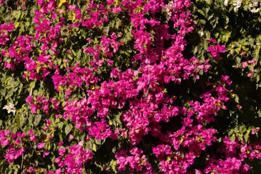 Bougainvillea glabra türünün süs çiçekleri