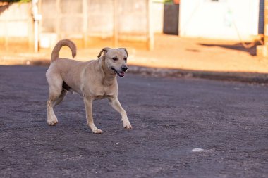 Sokaktaki hayvan memeli köpeğe yakın çekim