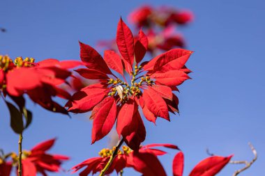 Poinsettia Çiçek açan bitki türü Euphorbia pulcherrima