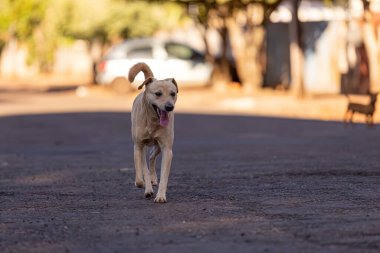 Sokaktaki hayvan memeli köpeğe yakın çekim