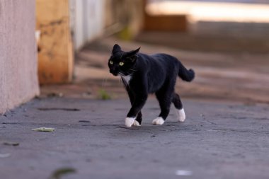 Seçici odaklı küçük evcil kedi