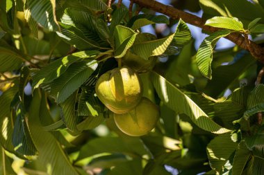 Dillenia indica türünün fil elma ağacı.