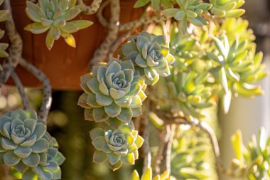 Crassula cinsinin taşrop sulu bitkisi.