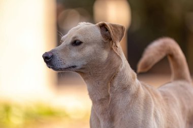 Sokaktaki hayvan memeli köpeğe yakın çekim