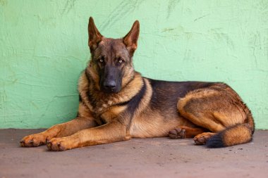 Alman çoban köpeğinin memelisi köpek yavrularına yaklaş.