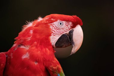 Ara kloropterus türünden Yetişkin Kırmızı ve Yeşil Macaw