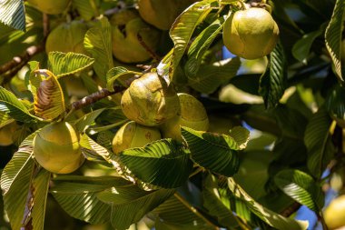 Dillenia indica türünün fil elma ağacı.